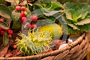 Decorative Ecballium elaterium, also called the squirting cucumber or exploding cucumber close up. gardening and harvest