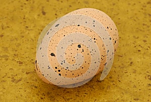 Decorative Egg