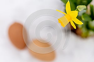 Decorative eggs and yellow daffodils in a pot on a background of snow. Spring, Easter concept. There is a place for text