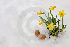 Decorative eggs and yellow daffodils in a pot on a background of snow. Spring, Easter concept. There is a place for text