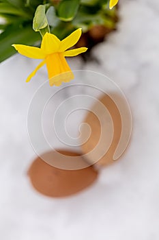 Decorative eggs and yellow daffodils in a pot on a background of snow. Spring, Easter concept. There is a place for text