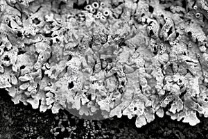 Decorative element of Arctoparmelia lichen photo