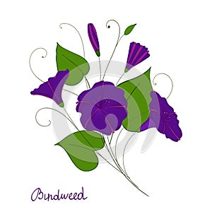 Decorative element convolvulus bouquet. blue or purple flowers bindweed. isolated morning-glory.