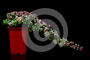 Decorative elephant bush flower plant in red pot