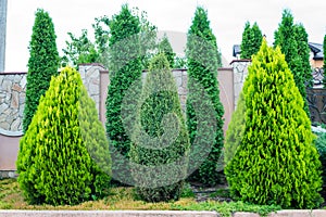 Decorative evergreen trees for landscaping