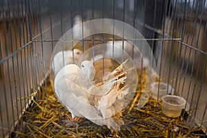 Decorative fantail pigeons in a cage, selective focus. Bird breeding. Trade show exhibition. Farming business, agriculture