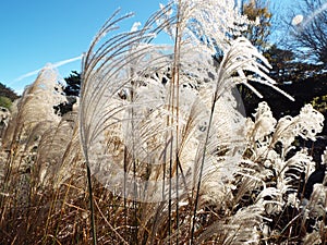 Decorative feathery grass blowing in wind under a blue summer sky