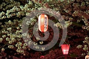 Decorative festival lanterns hung in Wakayama castle park for night viewing of Sakura