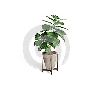 Decorative Ficus Lyata tree plante ceramic pot isolated on white