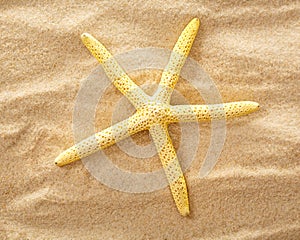 Decorative fingerfish on the sand