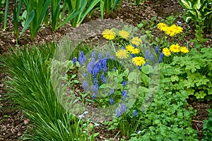 Decorative Flower bed with Blue muscari and Doronicum flowers