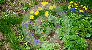 Decorative Flower bed with Blue muscari and Doronicum flowers