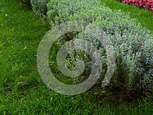 Decorative flower bed with lavender flowers in garden. Lavender bushes in park
