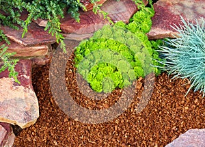 Decorative flower bed mulched with larch tree bark