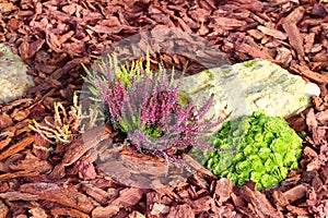 Decorative flower bed mulched with larch tree bark photo