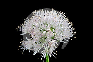 Decorative flower onion Allium.