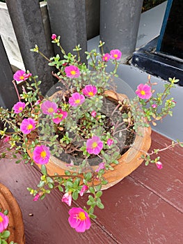 Decorative flower plant in the park