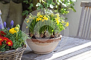 Decorative flower pot with narcissus/ daffodil flowers on a garden table