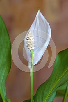 Decorative flower of the Wallis