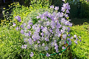 Decorative flowering bush on a flower bed in the garden blue bell peach-leaved.