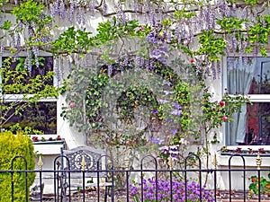 Decorative Flowering Vine Wall.