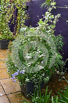 Decorative flowerpot with wild flowers