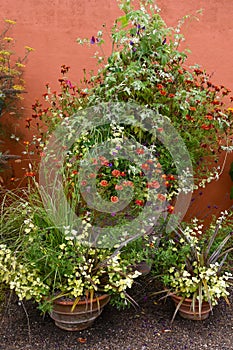 Decorative flowerpots with wild flowers