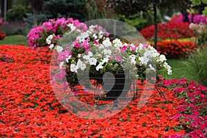 Decorative flowers in the beautiful garden are used to relax in your free time  .