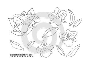 Decorative flowers - orchid Brassolaeliocattleya on a white background. Set of simple elegant frames for your design. Vector photo