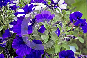 Decorative flowers petunia