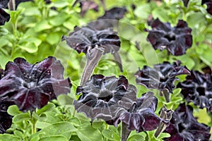 Decorative flowers petunia