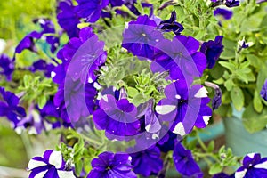 Decorative flowers petunia