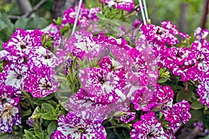 Decorative flowers petunia