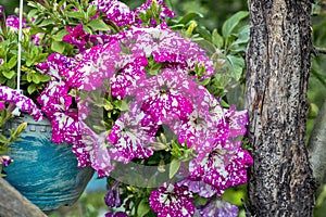 Decorative flowers petunia