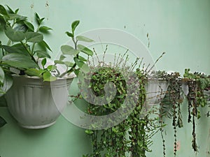 decorative flowers in pots affixed to the wall