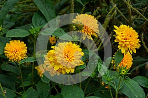 Decorative flowers of rudbeckia golden ball