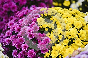 Decorative flowers sold for the feast of the dead on November 1 in Poland photo