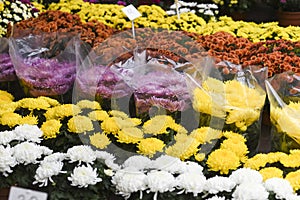 Decorative flowers sold for the feast of the dead on November 1 in Poland photo