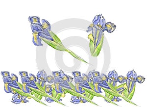 Decorative flowers and stripe of watercolor pastel yellow and blue iris flower, green leaves drawn by hand. Illustration