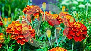 Decorative flowers. Tagetes is a genus of annual or perennial, mostly herbaceous plants in the Asteraceae family