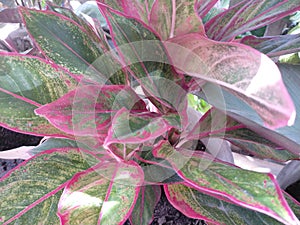 Decorative flowers with very beautiful patterns.  Favored by women, in the garden in front of their house.