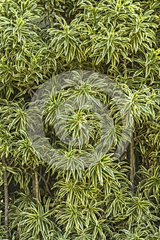 Decorative foliage called Dracena Reflexa Variegata
