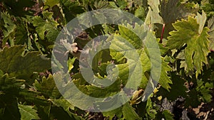 Decorative foliage of the grapevine or Vitis vinifera