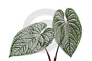 Decorative Foliage Leaves of Anthurium Plant Isolated on White Background with Clipping Path
