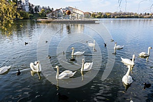 Decorative fountain and many white swans on Plumbuita lake (Lacul Plumbuita) and park, in Bucharest, Romania, in a