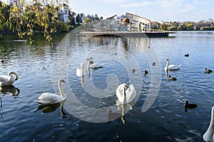 Decorative fountain and many white swans on Plumbuita lake (Lacul Plumbuita) and park, in Bucharest, Romania, in a