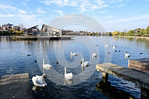 Decorative fountain and many white swans on Plumbuita lake (Lacul Plumbuita) and park, in Bucharest, Romania, in a