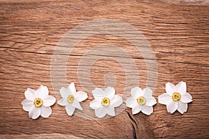 Decorative frame of dafodils