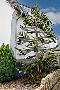 Decorative garden area with coniferous Araucaria in front of a white house in Germany