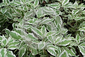 Decorative garden Derain White Elegantissima or or Cornus alba photo